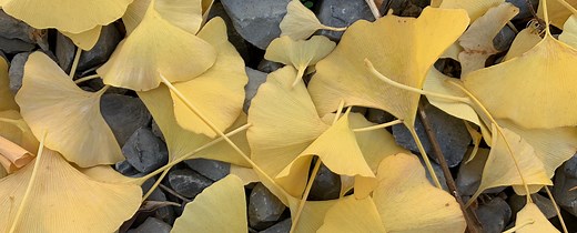 Leaf Structure & Evolution