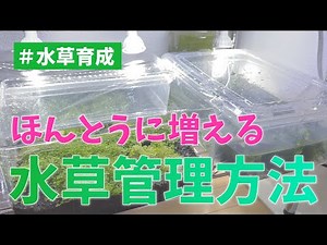 【水草管理】超簡単に誰でも水草を増やせる方法をご紹介！～初心者でもできた、超簡単育成のコツ～ #アクアリウム #水草レイアウト #水草水槽