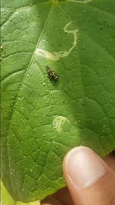 Why You Should Never Kill This Insect in Your Garden! Ladybug Larvae Eating Pests