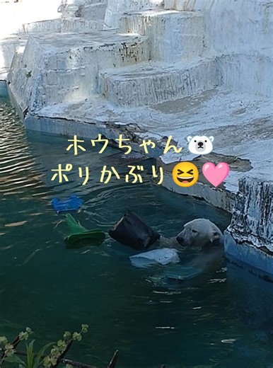 ホウちゃん🐻‍❄️ポリかぶり😆🩷なんてかわいいの!?🫶 2026年4月撮影 #ホウちゃん #天王寺動物園 #ホッキョクグマ #polarbear #大阪 コチラも👉️@しろくま日記🐻‍❄️