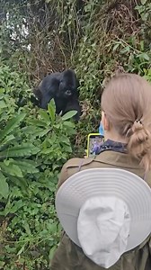 Standing in the presence of a silverback gorilla is nothing short of magical. It’s a humbling reminder of the beauty and strength of nature. Witnessing their grace, intelligence, and raw power up close is a once-in-a-lifetime experience that stays with you forever. Truly, moments like these define the spirit of adventure! #gorilla trekking #ugandawildlife #visitrwanda #wildlife #nature #bwindi #jungle | Marvel Gorilla Adventure