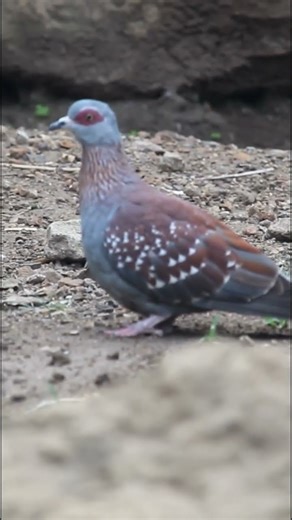 African Specked Dove #doves #speckledbird