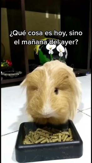 Videos de cuyos jugando | cobaya feliz | cuyos comiendo meme | cute funny guinea pig videos | cobaya