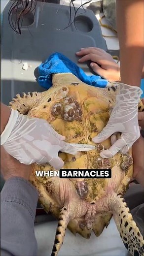 A Tiny Parasite That Can Weaken Giants! #Barnacles #AnimalFacts #Wildlife