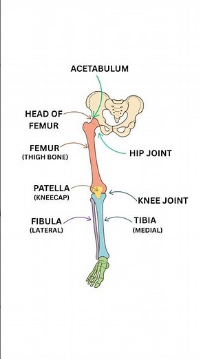 Understanding Basic Leg Bone Anatomy #anatomy #medicine #orthopaedics #biology #medicalstudent