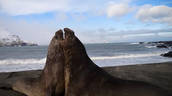 This Mammal Can Dive Over a Mile Deep Into the Ocean