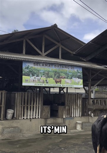 Pake animal scale auto praktis dan cepat‼️🐄🏡 #timbangan #timbanganhewan #fyp