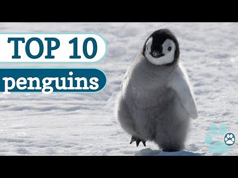 Top 10 Cutest Penguins