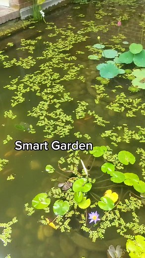 Smart Garden on Reels
