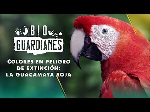 Bioguardians | Colors in danger of extinction: the Scarlet Macaw