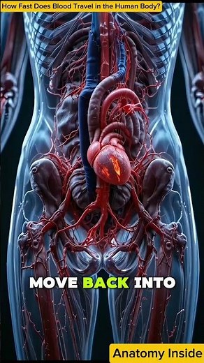 How Fast Does Blood Travel in the Human Body? Explained