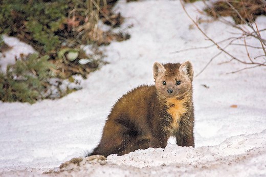 ▷ Comadreja » Características, Alimentación, Hábitat, Reproducción, Depredadores