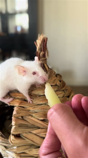 Mice Love Honeydew: Watch Our Mouse Enjoy This Snack