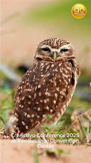 CreActivo Conference 2025 | Cultivating Creativity, Developing an Industry in Aruba