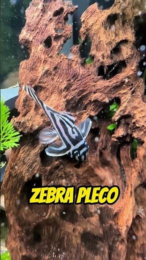 Top 5 Rare Freshwater Fish on the Brink of Extinction