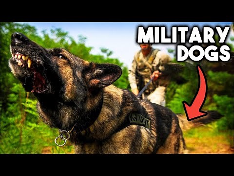 10 Ultimate Military And Police Dog Breeds