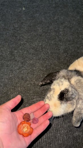 Nibbles the rabbit on TikTok