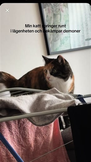 Hon e nya ghost busters #cat #ghostbusters #fyp #fördig