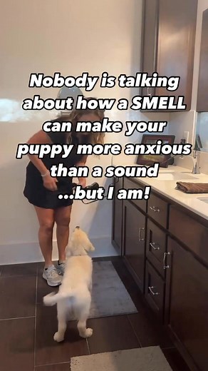👉Here’s what nobody tells you: A puppy’s sense of smell is 10,000 to 100,000 times more sensitive than yours. What you barely register, they experience as overwhelming sensory input. 👉That’s why your puppy who’s fine with thunder panics at the vacuum. It’s not the noise it’s the smell of heated dust and motor oil. ✅The smells that trigger anxiety most people miss: 👉Vet visits: antiseptic creates fear before the exam starts. 👉Guests: perfume, detergent, smoke on clothes can make them nervous,