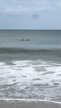We saw Two HUGE Dolphins on A Beautiful Sunny Sarasota Florida Day! 🐬☀️