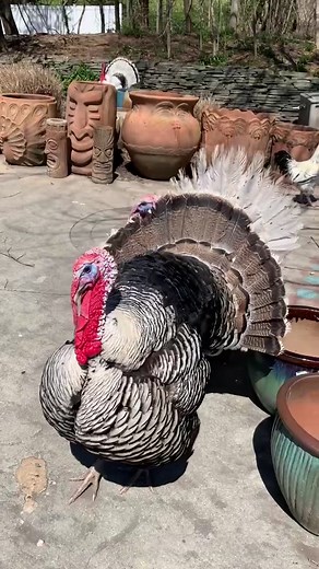 Stitch this gobble! #thanksgiving #stitchthis #gobblegobble #ASOSChaoticToCalm #CowboyBebop #fyp #turkey #turkeysounds