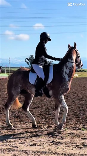 Origami Horse Foundation on TikTok
