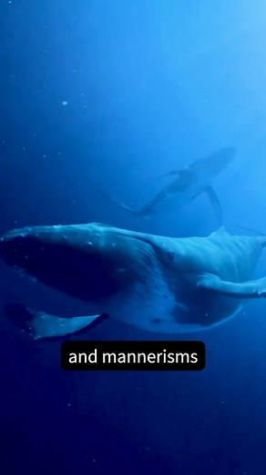 It’s whale time! Ready to be as close as you’ll ever come to Maui’s humpback whales? Check out our virtual 3D sphere and get to know these beloved creatures on a much…much deeeeper level. 🐋 #HumpbackWhales #MauiOceanCenter #WhaleSeason #VisitMaui | Maui Ocean Center, The Aquarium of Hawaii