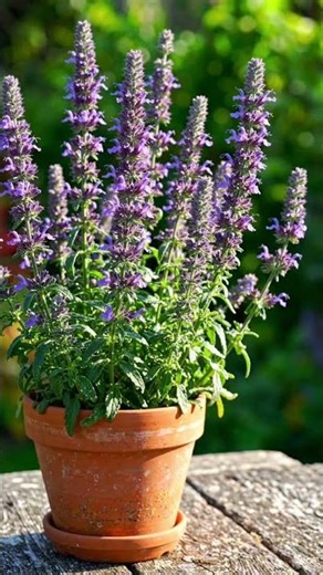 🌿😳 This Flower Has Been Used for Centuries “Hyssop”