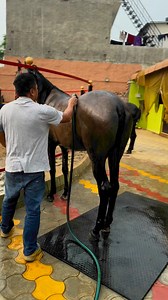 Horses bathing bathing #Horses# @Stallion | Gautam Joshi