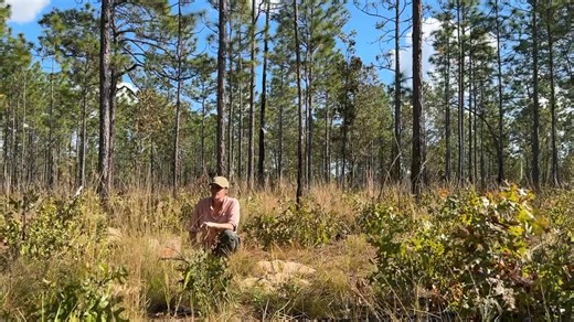 NFLT’s Director of Land Stewardship, Rianna LaChapelle, shares how your Giving Tuesday gift can grow a forest. $100 = 1 longleaf pine seedling Let’s grow a greener tomorrow, together. 🌲 Visit NFLT.org to donate! P.S. Our $100,000 match is still going! Give today and double your gift AND your impact! | North Florida Land Trust