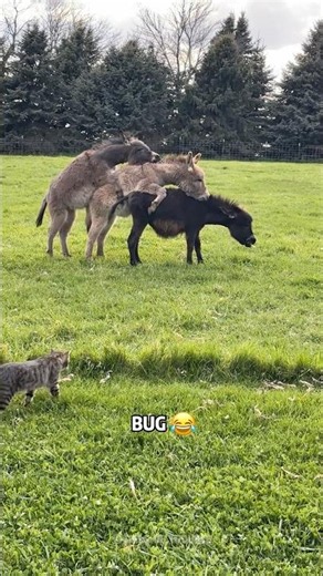 POV:You Finally Found the Peaceful Minecraft Farm 🌾#farm #farmlife #wholesome #minecraft #animals