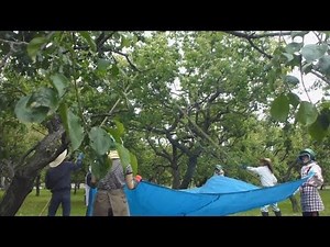 Plum dropping at Kairakuen