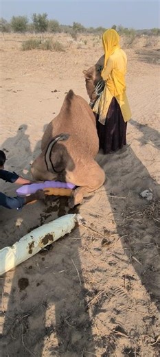 اونٹ کے پیچھے لڑکا دو گوبارے نکالتے ہوئے