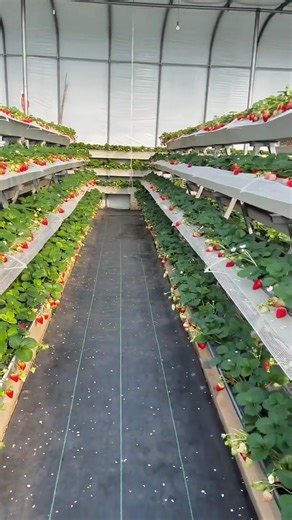 Pyramid Strawberry Farm, three-dimensional planting🍓🍓🍓#Greenhouse #strawberry🍓🍓🍓#Aquaponics #Hydroponics#Agriculturalequipment
