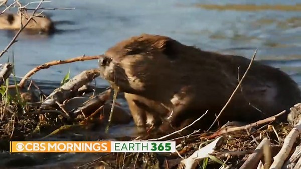 1.3M views · 6.2K reactions | CLIMATE CHANGE ENGINEER: In the drought-stricken canyons of the West, beavers, long considered to be pests, are now in demand. Researchers found beaver dams can create natural reservoirs capable of storing water for years and releasing it slowly over time. https://cbsn.ws/3q4kRVb | CBS Mornings | Facebook