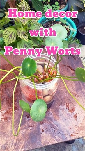 Home Decor with Pennywort: grow Pennywort in water #trending #music #shorts