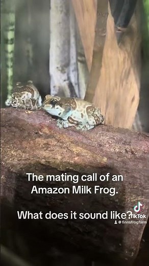 Amazon Milk Frogs Calling