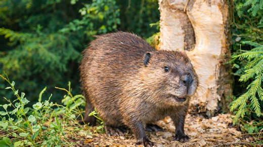 A beaver’s tree cutting activity captured on camera