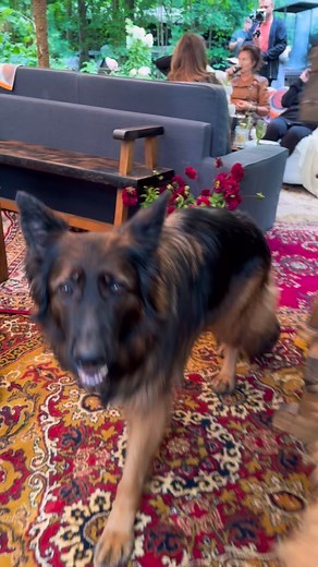 Joyful dancing and Jewish music The dog is dancing ⚜️ Klezmer music • Yiddish folklore Еврейская музыка и веселые танцы Yiddish musik Jewish music Jüdische Musik Musique juive musica judia Musica ebraica Еврейская музыка Música judaica מוזיקה יהודית | Moscow Klezmer Band