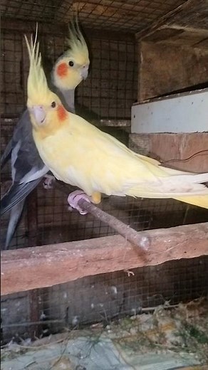 java bird nesting 🪹 start 😍 #birds #birdslovers