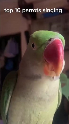 top 10 parrots singing