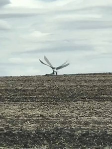 19K views · 219 reactions | A bald Eagle grabs a deer carcass off a field near Cleveland, Minn., Wednesday, May 13, 2020. Video by Raven Bock. | The Free Press of Mankato MN | Facebook