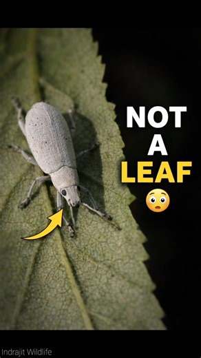 Leaf or Creature? Ash Weevil Secret Revealed