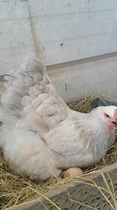 1.4K views · 22 reactions | Heritage chicken talaga naman quality! #chicken #heritagechickens #HeritageChicken #farming #freerange #organiceggs #organicegg #simplelife #farmlife #farminglife #farm #farming | Ean's vlog and family | Facebook