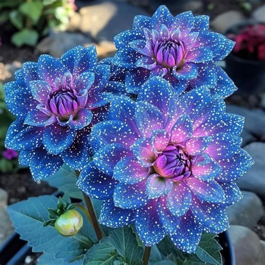 Tall Blue Cornflower Seeds | Bachelor Button Garden Flower - Etsy