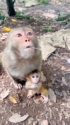crazy animals on Instagram: "Crazy Mongkey 🤣🤣🤣 #animelover #monkey"