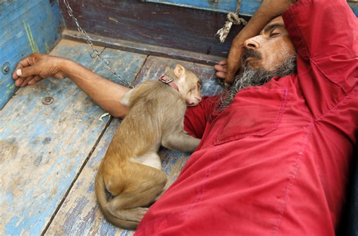 Why Haven't We Domesticated Monkeys?