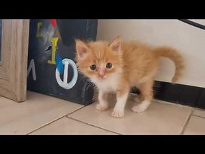 🏠 My cat discovers our new home for the first time! (Cutest reaction 😻)