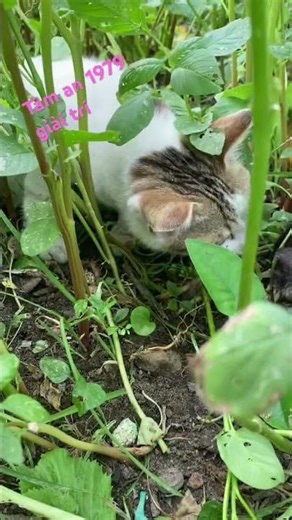 Cat ate the mouse with relish.