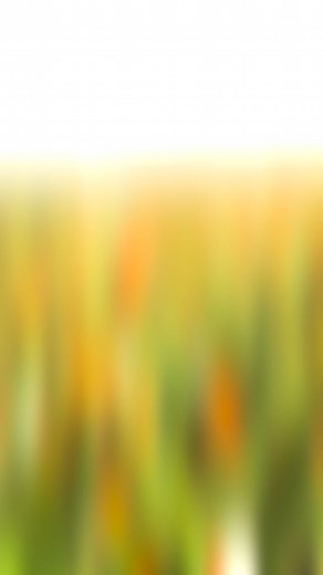 Come explore the flower fields with me! 🌻✨ From our Florida wildflowers to the orange red fall blooms to the sunny sunflower paths — every corner of the farm has its own charm. Wander the fields, swing under the oaks, and soak up fall at the farm 💛 🌸 Open weekends through Nov 23 📍 Parker Flower Farms | Elkton, FL | Parker Flower Farms